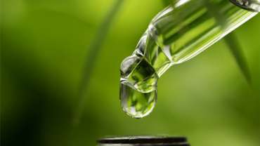 Is Copaiba Essential Oil The New Cannabis Oil?